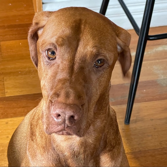 Meet your Posher, Daniela - Picture 1 of 1